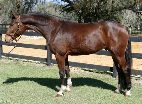 He is already a proven winner placing champion in 1. . Bigeq horses for sale